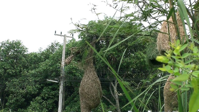 织布鸟破坏旧巢视频下载