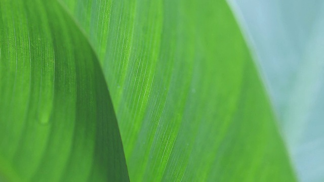 两片热带树叶特写视频素材