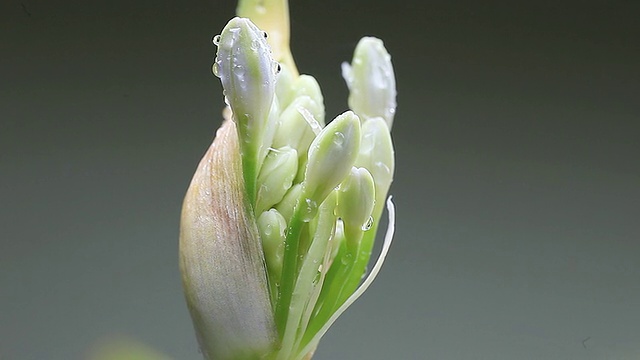 准备开花的尼罗河百合花视频素材