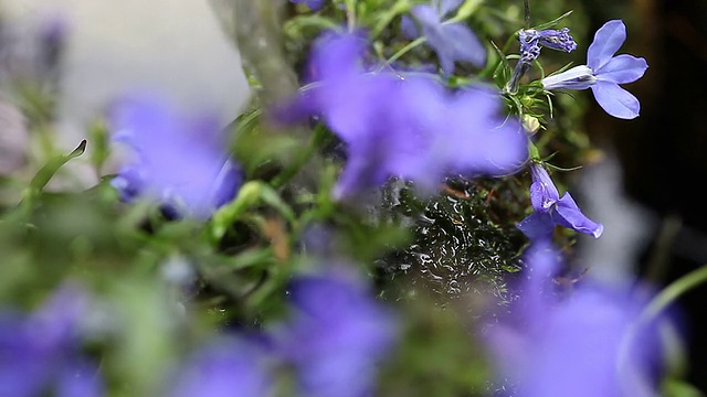 半边莲花流水视频素材