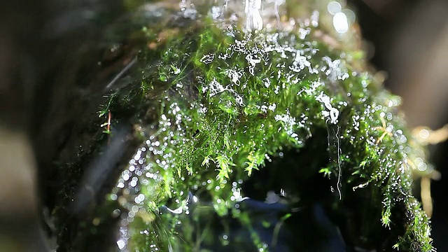 水从苔藓上流过视频素材