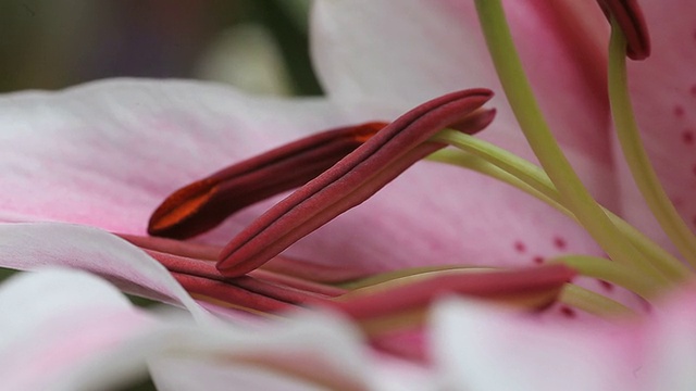 天文学家百合花特写视频素材