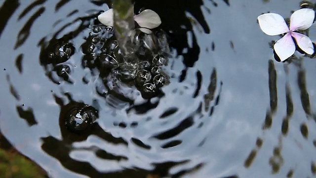 泡泡水中的花朵视频素材