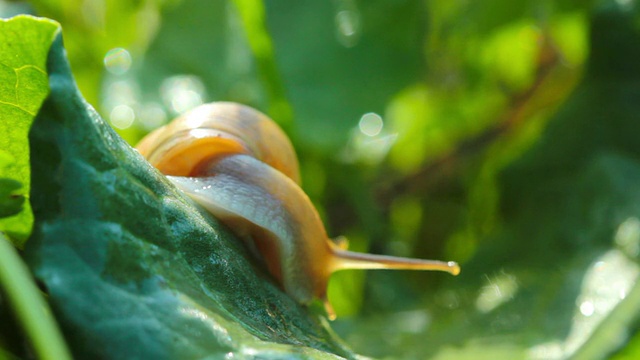 蜗牛视频素材