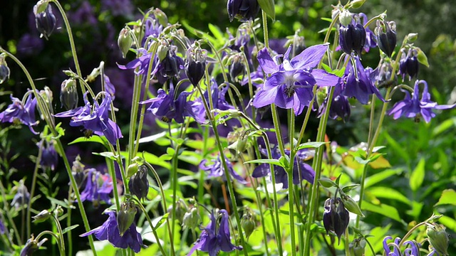 花耧斗菜视频素材