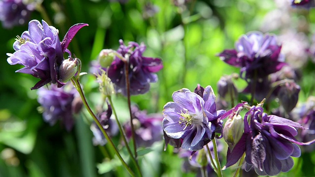 花耧斗菜视频素材