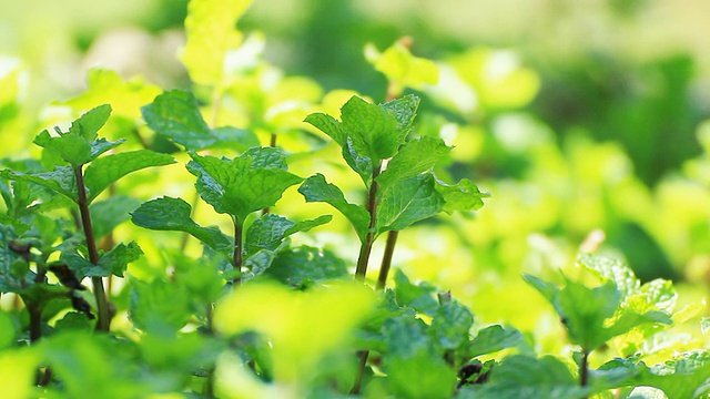 从树上采摘新鲜的薄荷叶视频素材