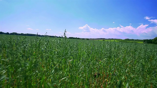 有绿色的田野和云彩的风景。移动相机视频素材