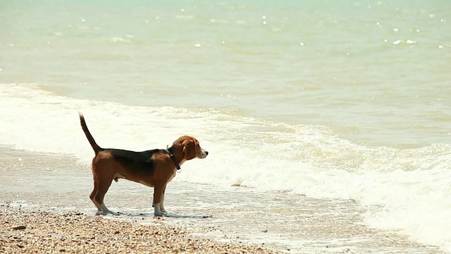 有趣的小猎犬小狗想游泳，但害怕海浪视频素材