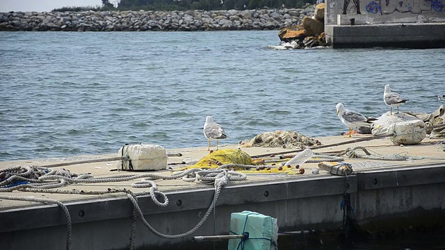 海港上的海鸥从海面上飞去视频素材