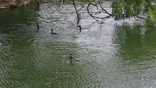 在湖里钓鱼的鸬鹚视频素材