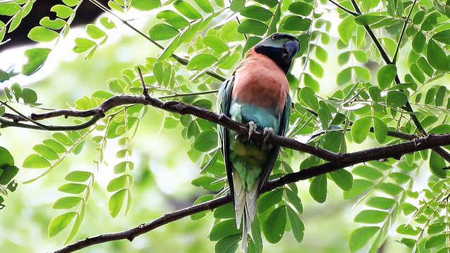 Red-breasted长尾小鹦鹉视频素材