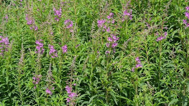 风中的野草(Chamerion angustifolium)视频素材