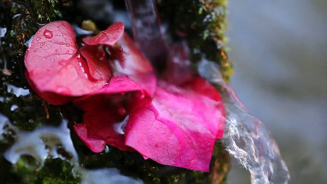 九重葛在流水中开花视频素材