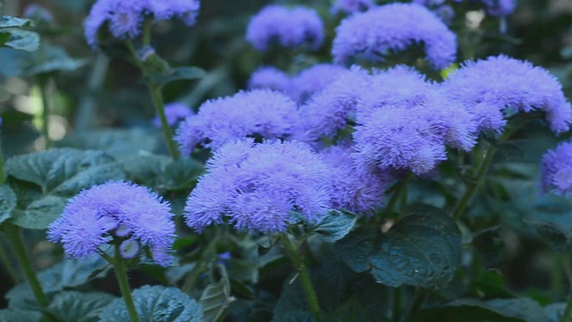 花园的花。电动多莉。视频素材