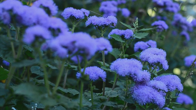 花园的花。电动多莉。视频素材