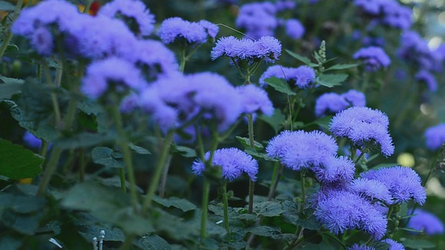 花园的花。电动多莉。视频下载