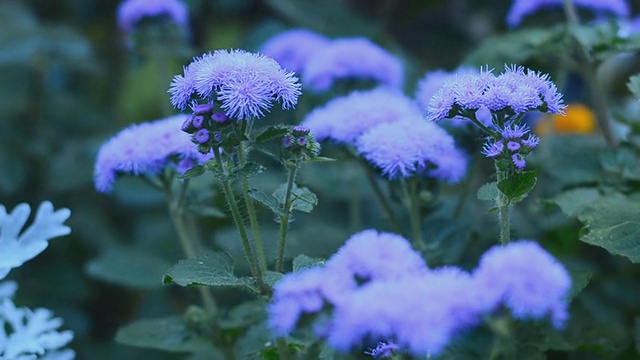 花园的花。电动多莉。视频下载