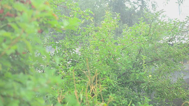 雨的背景视频下载