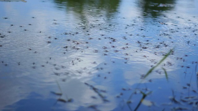 水黾视频素材