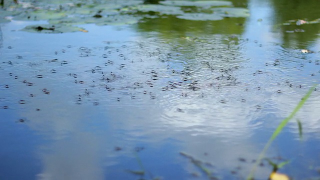 水黾视频素材