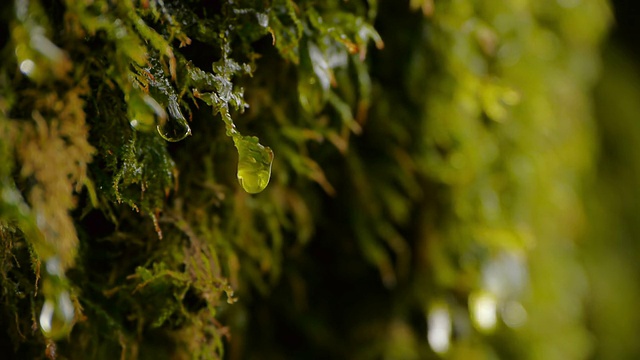 苔藓滴水视频下载