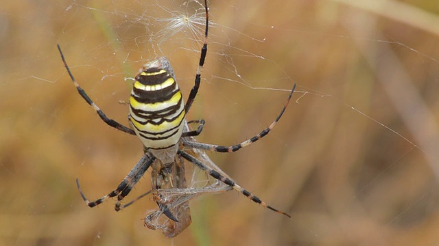 黄蜘蛛和猎物视频素材