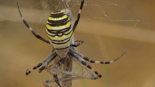 黄蜘蛛aurantia bruennichi抓着猎物视频素材
