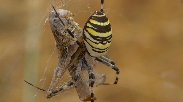 黄蜘蛛正在吃死蚱蜢视频素材