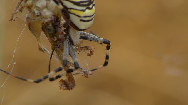 黄蜘蛛与猎物搏斗视频素材