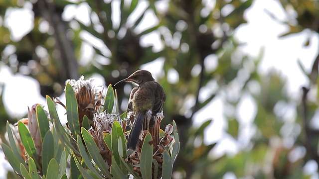 Sugarbird角视频下载