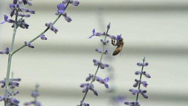 蜜蜂慢动作视频素材