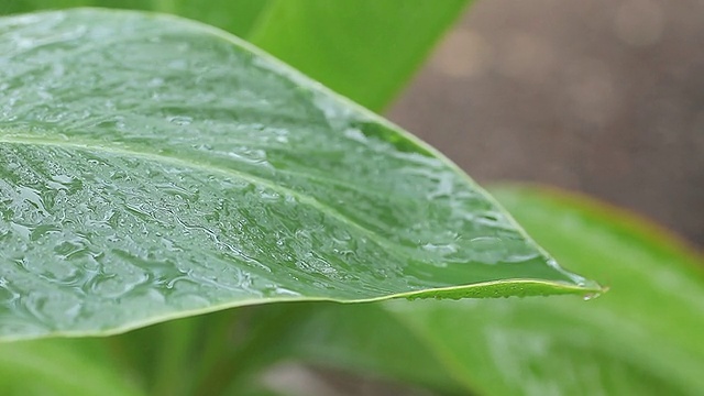 滴叶视频素材