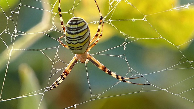 蜘蛛在灌木丛中织网视频素材