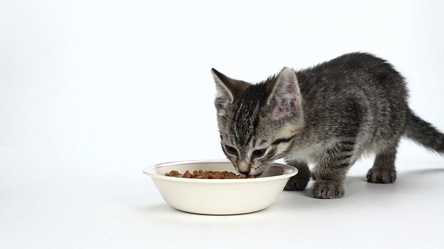 可爱的老虎条纹小猫在吃白色的食物视频下载