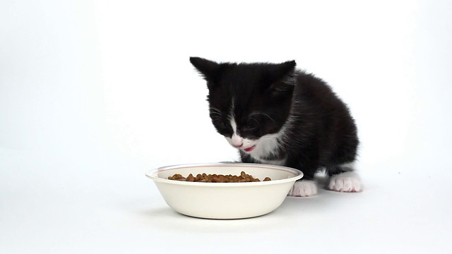 可爱的小猫咪穿着燕尾服吃着白色的食物视频下载