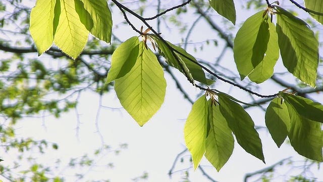 树叶-股票视频视频素材