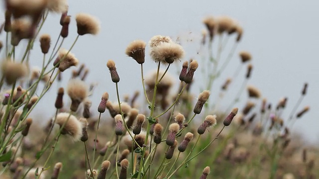 蓟花closup视频素材