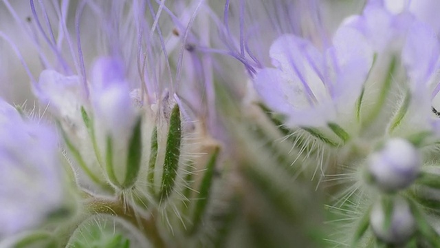 精致的花朵宏。电动多莉。视频素材