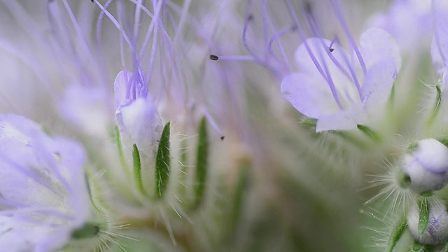 精致的花朵宏。电动多莉。视频下载