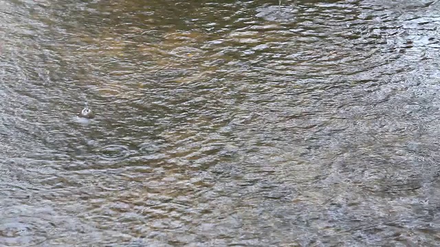 雨点滴落，荡漾视频素材