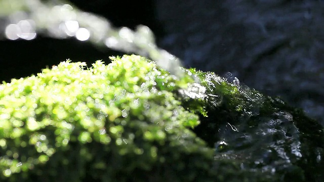 水在苔藓视频素材