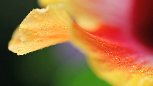 芙蓉花瓣宏视频素材