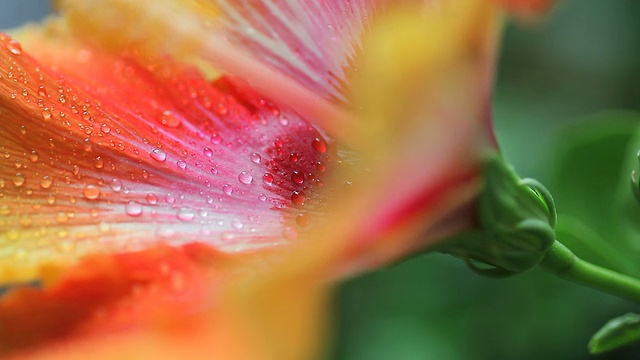 雨后的芙蓉花视频素材