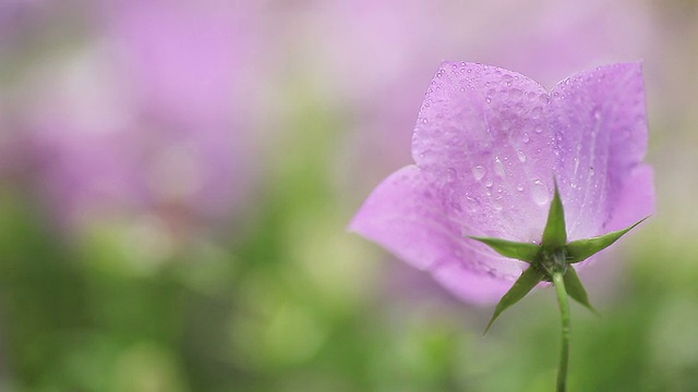 风铃花在雨天视频素材