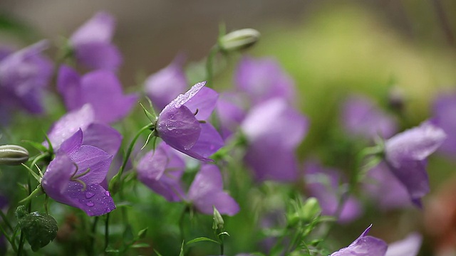 夏末风铃花视频素材