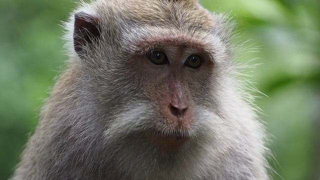 森林里野生恒河猴的特写视频素材