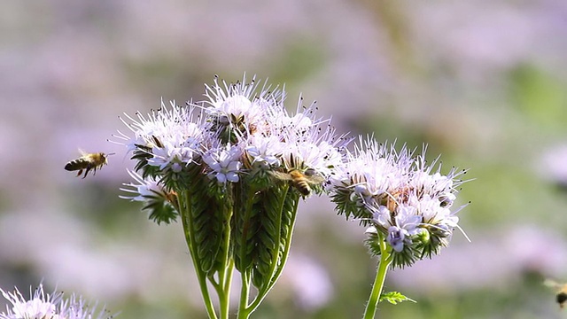 大黄蜂在十字花上视频素材