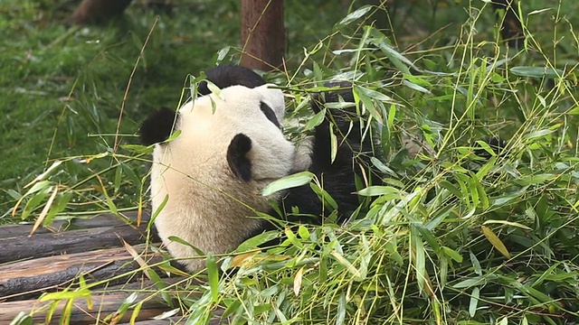 懒的熊猫视频素材