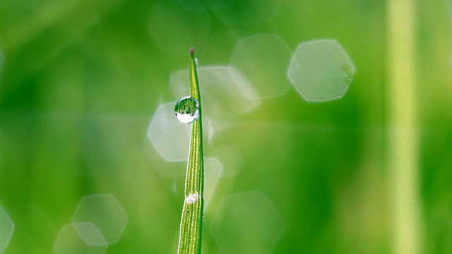 绿草上的露珠视频素材